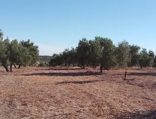 Finca Rustica entre Aguaduce y Osuna .