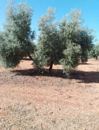 Finca Rustica entre Aguaduce y Osuna .