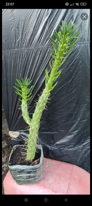 Planta natural cactus