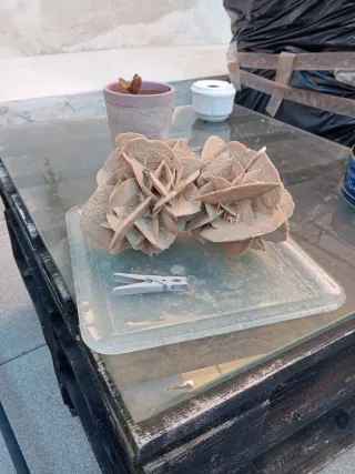 Rosa del desierto mineral