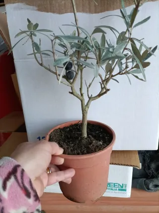 Pianta di ulivo bonsai in vaso