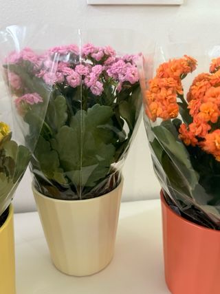 Plantas Kalanchoe + macetero cerámica 30cm