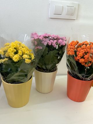 Plantas Kalanchoe + macetero cerámica 30cm