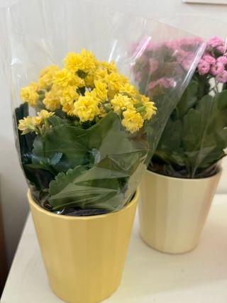 Plantas Kalanchoe + macetero cerámica 30cm