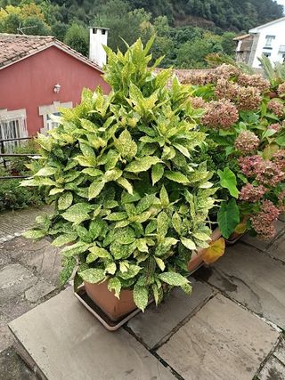 Semillas aucuba japonica