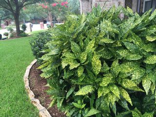 Semillas aucuba japonica