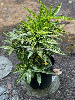 Semillas aucuba japonica