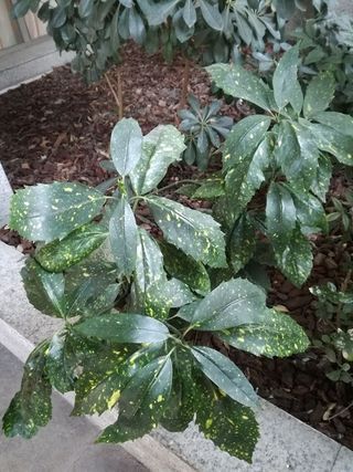 Semillas aucuba japonica