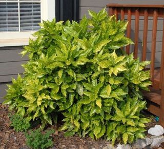 Semillas aucuba japonica