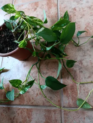 Planta Potos en maceta.