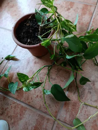 Planta Potos en maceta.