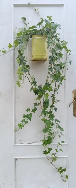 Planta de hiedra natural