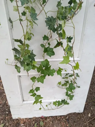 Planta de hiedra natural