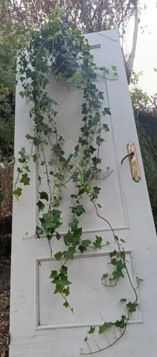 Planta de hiedra natural