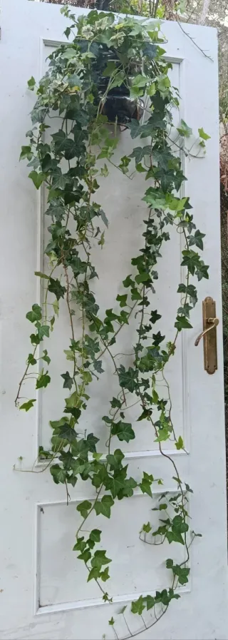 Planta de hiedra natural