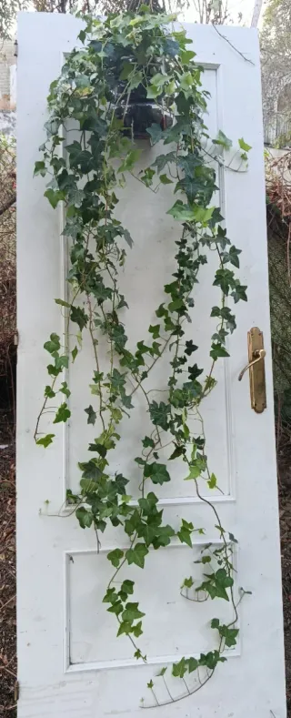 Planta de hiedra natural