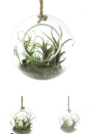Bolas de cristal colgantes para terrarios