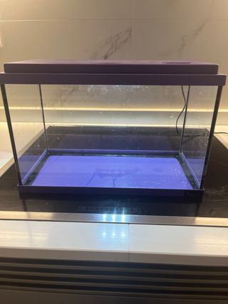 Acuario 18L Morado