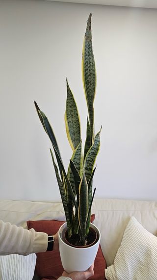 Sansevieria Espada São Jorge Espada Santa Bárbara