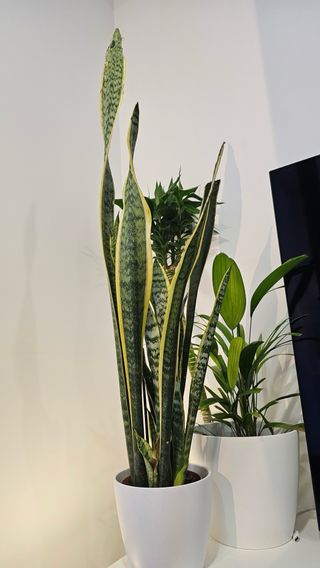 Sansevieria Espada São Jorge Espada Santa Bárbara