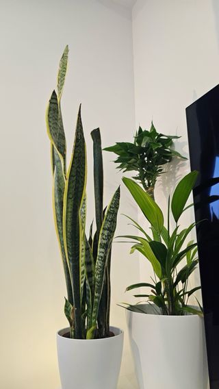 Sansevieria Espada São Jorge Espada Santa Bárbara