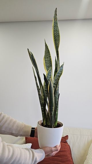 Sansevieria Espada São Jorge Espada Santa Bárbara