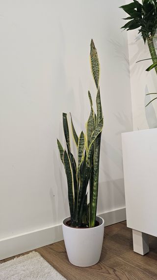 Sansevieria Espada São Jorge Espada Santa Bárbara