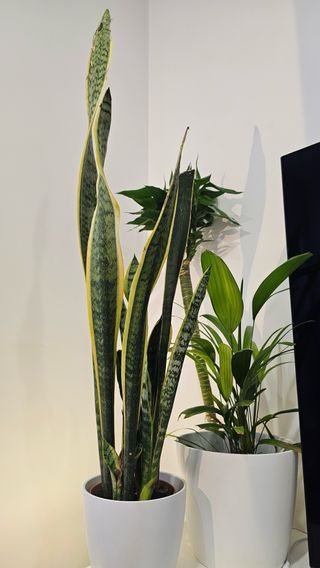 Sansevieria Espada São Jorge Espada Santa Bárbara
