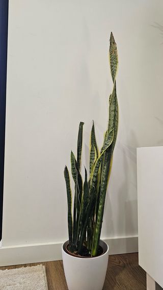 Sansevieria Espada São Jorge Espada Santa Bárbara