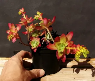 Suculentas en maceta