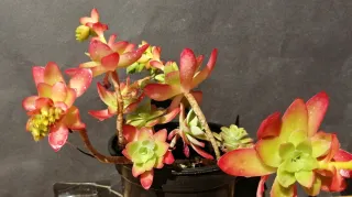 Suculentas en maceta