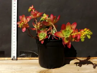 Suculentas en maceta