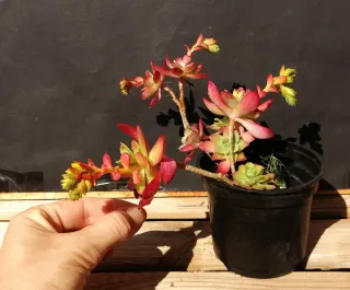 Suculentas en maceta