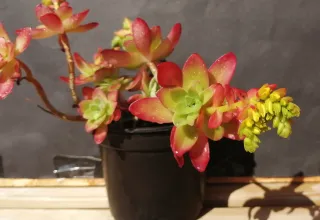 Suculentas en maceta