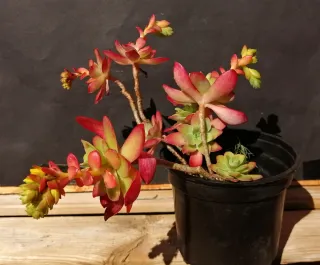 Suculentas en maceta