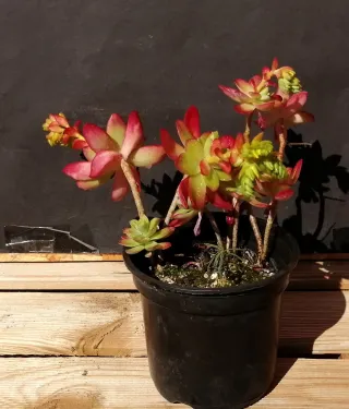 Suculentas en maceta