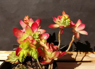 Suculentas en maceta