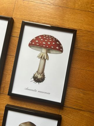 Set 4 Quadretti Funghi Decorazione Cucina 13x18