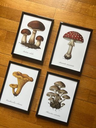 Set 4 Quadretti Funghi Decorazione Cucina 13x18