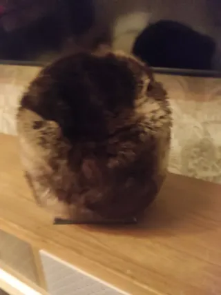 Gorro piel sintética unisex