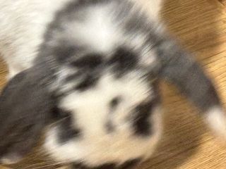 Bocamoll joc de taula TV3 vintage