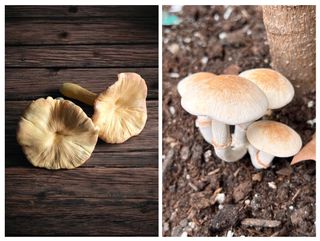 Lote 2 figuras setas realistas de 2 especies