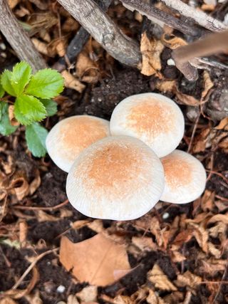 Lote 2 figuras setas realistas de 2 especies