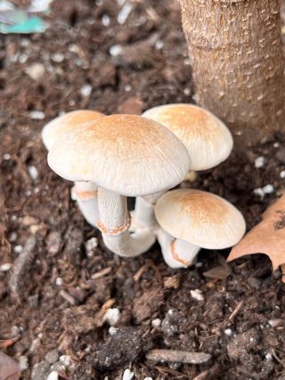 Lote 2 figuras setas realistas de 2 especies