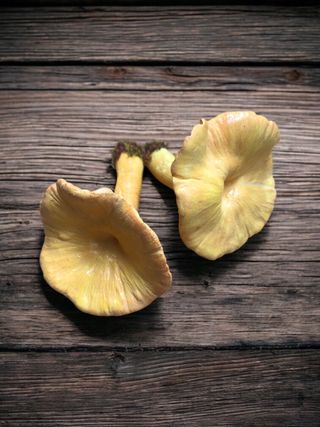 Lote 2 figuras setas realistas de 2 especies