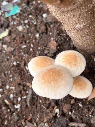 Lote 2 figuras setas realistas de 2 especies