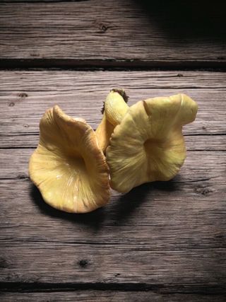 Lote 2 figuras setas realistas de 2 especies