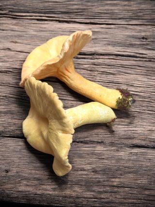 Lote 2 figuras setas realistas de 2 especies