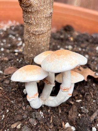 Lote 2 figuras setas realistas de 2 especies