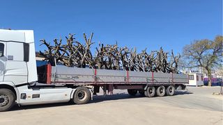 Olivo Centenario Maceta Grande